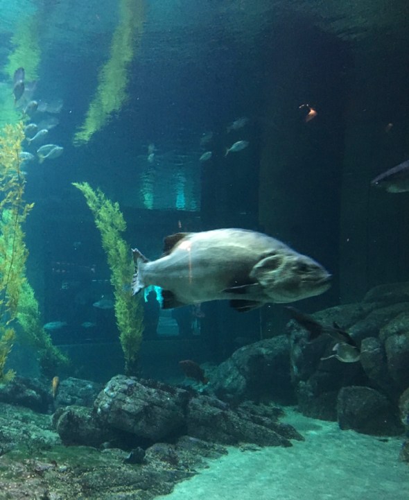 aquarium2