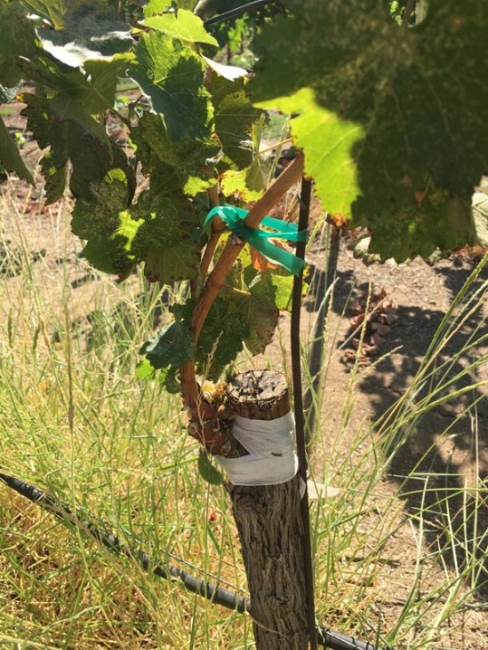 sauvignonblancgrafting_copy